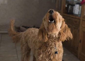 Deciphering the Hiccups: A Guide to Understanding Your Dog’s Sudden Jerks