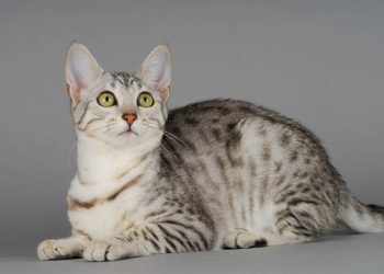 The Alluring Gaze of the Egyptian Mau: Understanding Their Mystical Eyes