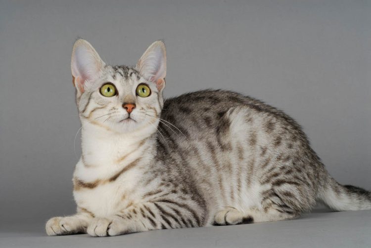 The Alluring Gaze of the Egyptian Mau: Understanding Their Mystical Eyes