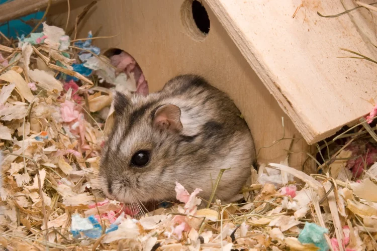 The Litter Link: Can Cat Litter Be a Hamster Haven?