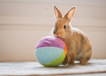 The Bunny Playtime Paradigm: Enriching the Lives of Solitary Rabbits