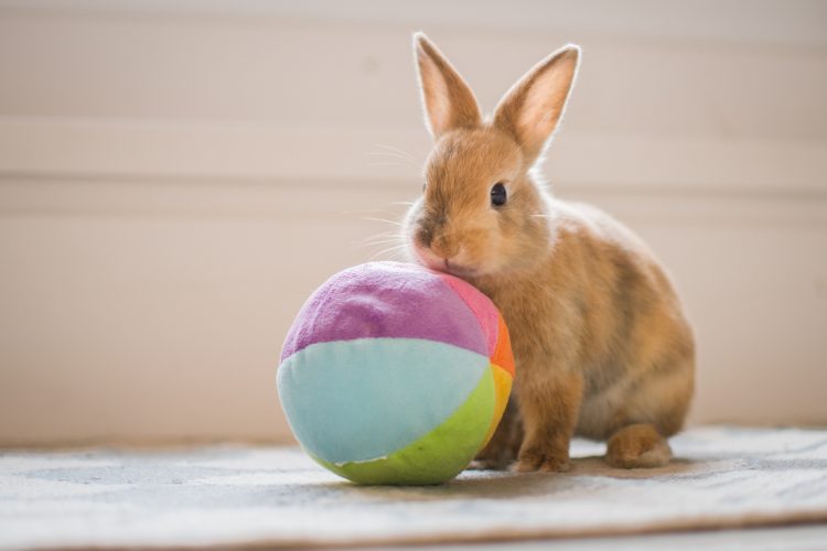 The Bunny Playtime Paradigm: Enriching the Lives of Solitary Rabbits