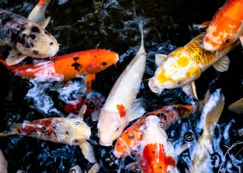 Essentials of Koi Carp Oxygenation: Understanding Aeration Needs