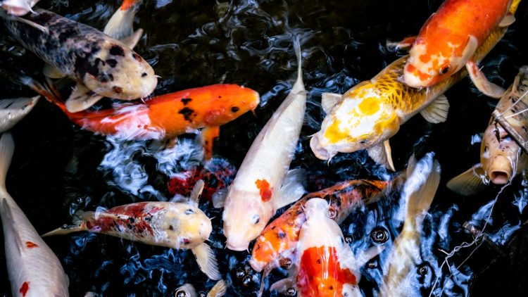 Essentials of Koi Carp Oxygenation: Understanding Aeration Needs