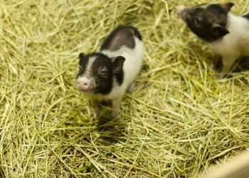 The Art of Training Miniature Pigs: Patience and Treats