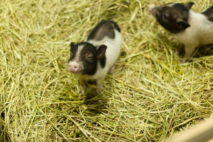 The Art of Training Miniature Pigs: Patience and Treats