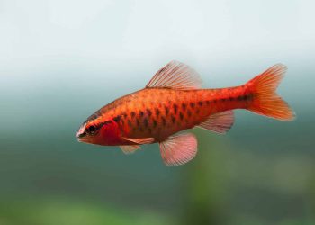 The Robust Ruby Fish: Care and Feeding for a Vivacious Aquarium