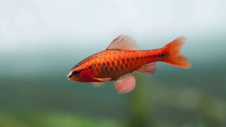 The Robust Ruby Fish: Care and Feeding for a Vivacious Aquarium