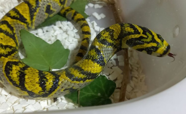 The Diet and Care of the Mandarin Rat Snake