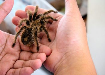 The Art of Raising the Honduran Curly – haired Tarantula
