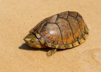 The Mysterious Egg – laying of Razor – backed Musk Turtles