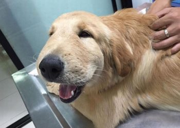 Reasons Behind a Swollen Mouth in Dogs and Corresponding Solutions