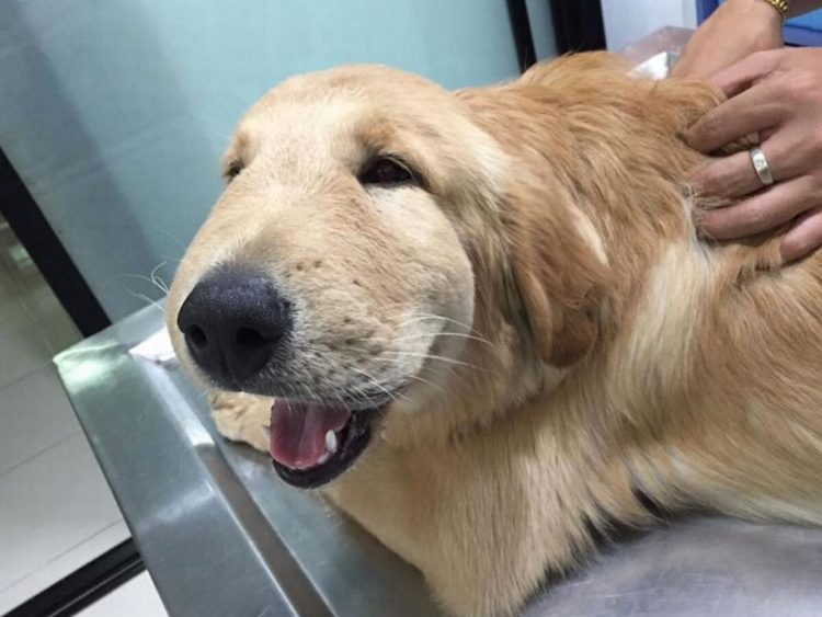 Reasons Behind a Swollen Mouth in Dogs and Corresponding Solutions