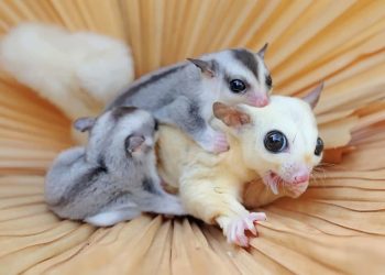 The Manifestations of Joy in Sugar Gliders
