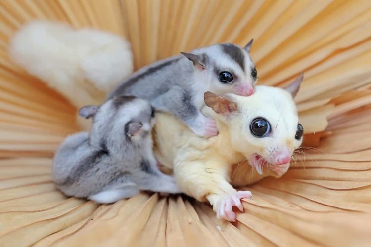The Manifestations of Joy in Sugar Gliders
