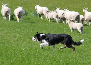 The Allure of Herding Dogs: Types, Traits, and Care