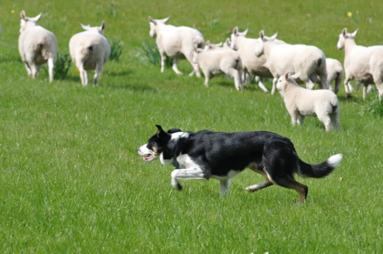 The Allure of Herding Dogs: Types, Traits, and Care