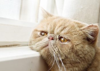 Five Cat Breeds with Relatively Short Lifespans: May Your Feline Friend Not Be on the List