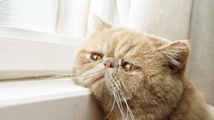 Five Cat Breeds with Relatively Short Lifespans: May Your Feline Friend Not Be on the List
