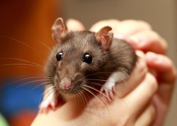 Optimal Choices for Fancy Rats’ Teeth – grinding