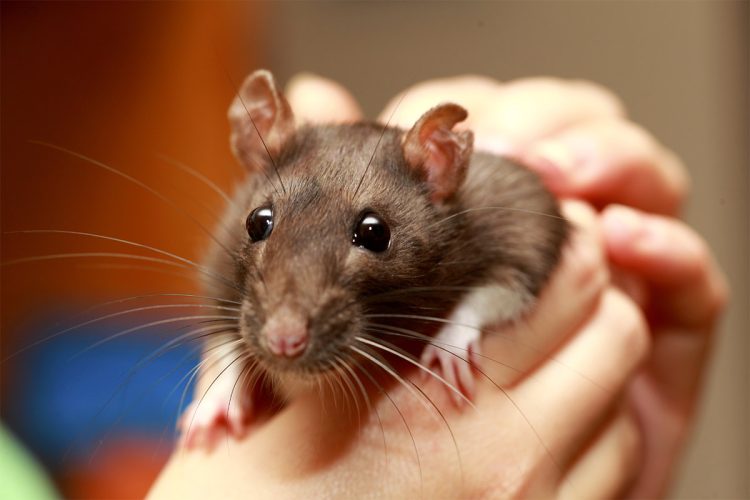 Optimal Choices for Fancy Rats’ Teeth – grinding