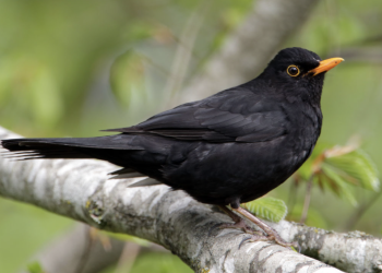 Caring for Blackbirds: Building Trust and Understanding Their Nature