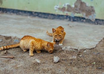 The Weighty Truth About Ginger Cats
