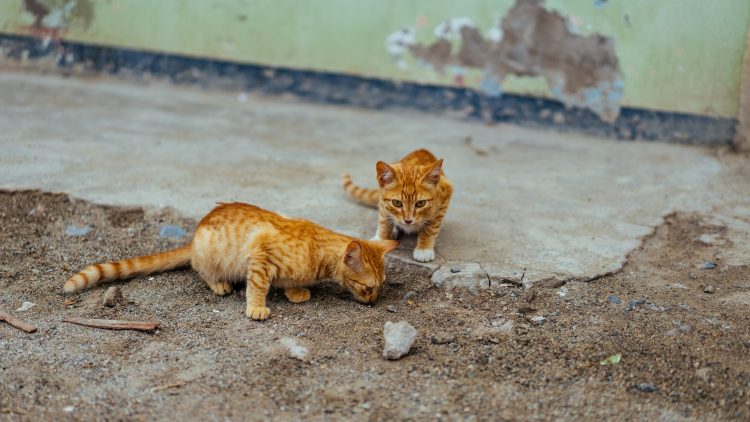 The Weighty Truth About Ginger Cats