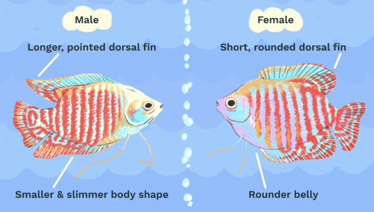 Understanding the Gender Differences in Coldwater Parrot Fish