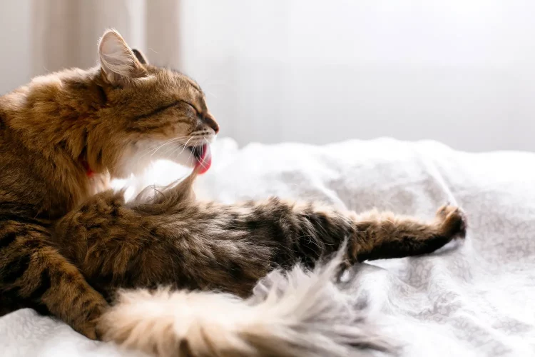Do Cats Really Need Hairball Remedies?