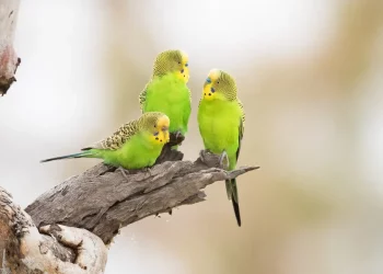 The Melodic Preferences of Budgerigars: Music That Soothes and Stimulates