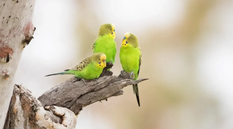 The Melodic Preferences of Budgerigars: Music That Soothes and Stimulates