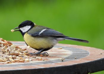 The Art of Raising the Elegant Fuyuan Bird: Methods and Considerations