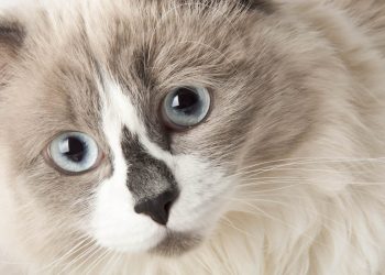 Understanding and Addressing Your Cat’s Distended Abdomen: Causes and Solutions