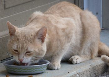 The Midnight Calls of Cats: Understanding Your Feline Companion’s Nighttime Whispers