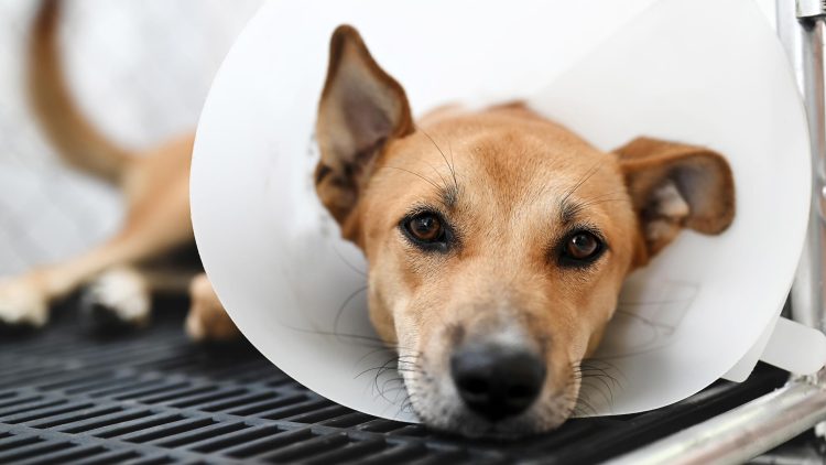 The Benefits and Considerations of Neutering Your Dog