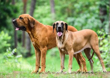 The Brazilian Fila: An Elegance of Strength and Loyalty
