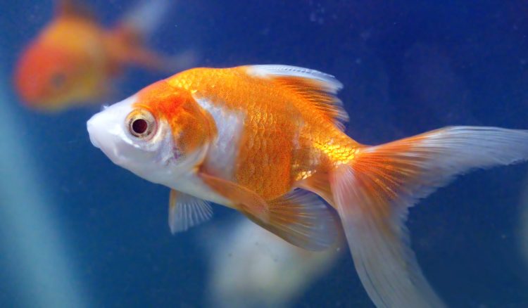 The Longevity of Goldfish: How to Ensure a Long and Healthy Life