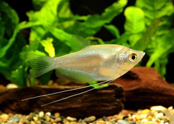 The Growth Journey of Moonlight Fish: Understanding Their Development