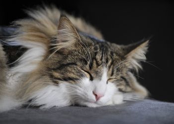 Caring for Your Norwegian Forest Cat Kitten: A Guide to Treating Colds