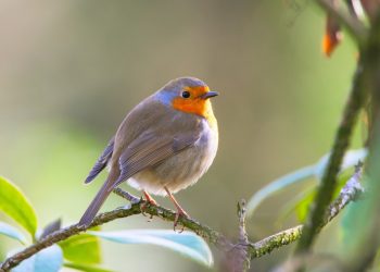 The Top Ten Most Popular Birds: A Celebration of Avian Beauty