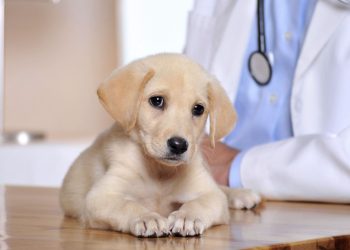 Essential Medicinal Essentials for Pet Families: A Compassionate Guide