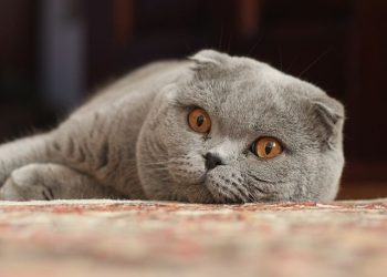 What Makes Scottish Fold Cats So Special? A Complete Guide to Their Personality, Care, and Health