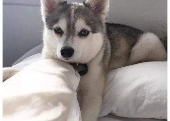 Are Mini Huskies the Right Pet for You?