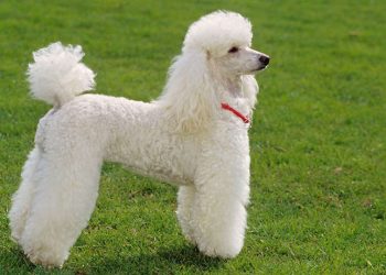 What Makes Poodles Such Unique and Beloved Pets?