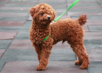How Can You Successfully Train a Poodle to Be Well-Behaved and Obedient?