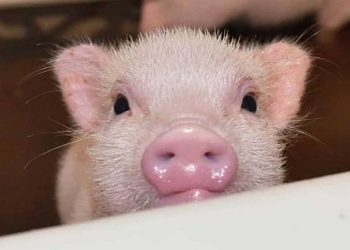 What Do You Need to Know About Owning a Mini Pig? A Complete Guide to Their Care, Behavior, and Health Needs