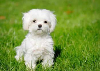 What Do You Need to Know About Caring for a Maltese Dog?