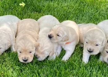What Should You Know About Mini Golden Retrievers? A Complete Guide to Their Care, Training, and Health