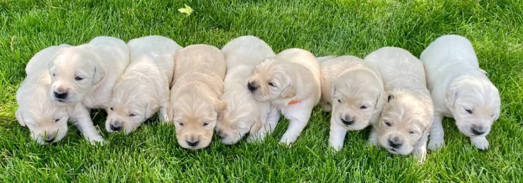 What Should You Know About Mini Golden Retrievers? A Complete Guide to Their Care, Training, and Health